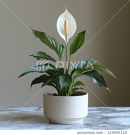A beautiful peace lily in a pot sits on a marble table, casting a peaceful and calming mood. 124495118
