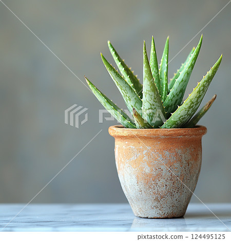 A fresh aloe vera plant sits in a terracotta pot, radiating natural beauty and simple elegance. 124495125