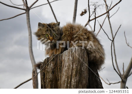 A grey cat resting, looking at the sky, at Monastery in the Akrotiri district of Chania, Crete, Greece A grey cat resting, looking at the sky, at Monastery in the Akrotiri district of Chania, Crete, Greece 124495351