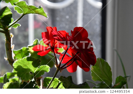 Two potted geranium plants with red flowers on the window sill in Two potted geranium plants with red flowers on the window sill in 124495354
