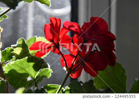 Two potted geranium plants with red flowers on the window sill in 124495355