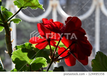 Two potted geranium plants with red flowers on the window sill in 124495356