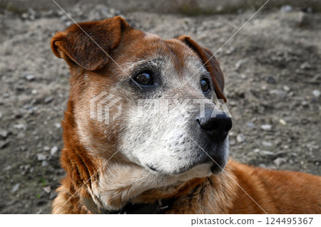 Adorable welsh springer spaniel dog breed evening. Adorable welsh springer spaniel dog breed evening. 124495367
