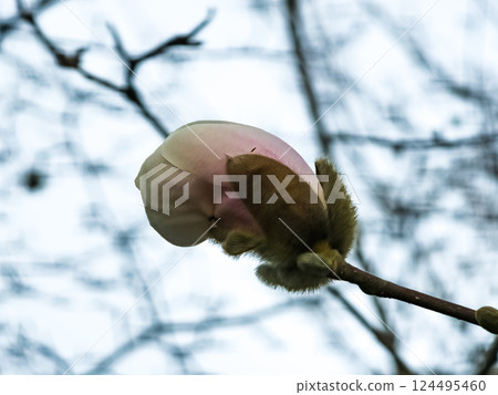 Hardy magnolia kobus is one of first blooming magnolias 124495460