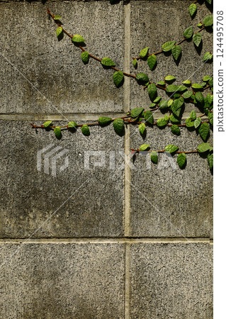 Vines climbing up a concrete block wall 124495708