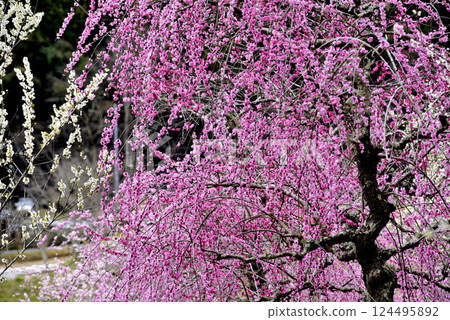 Plum blossoms in full bloom Plum blossoms in full bloom 124495892