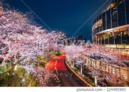 Tokyo Midtown: Cherry blossoms in full bloom 124495905