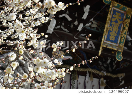 北野天滿宮三光門的白梅花（京都市上京區） 124496007