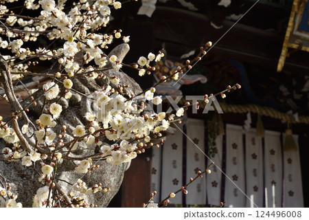 Kitano Tenmangu Shrine: White plum blossoms at Sankomon Gate (Kamigyo Ward, Kyoto City) 124496008