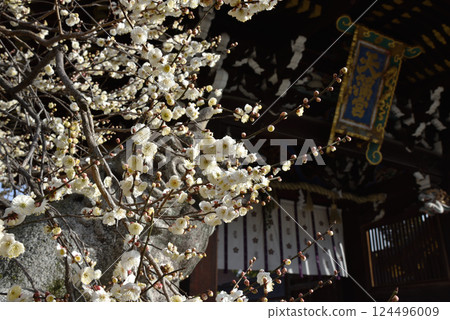 Kitano Tenmangu Shrine: White plum blossoms at Sankomon Gate (Kamigyo Ward, Kyoto City) 124496009