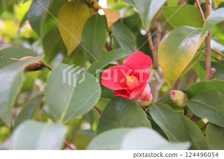 Tsubaki flower 124496054