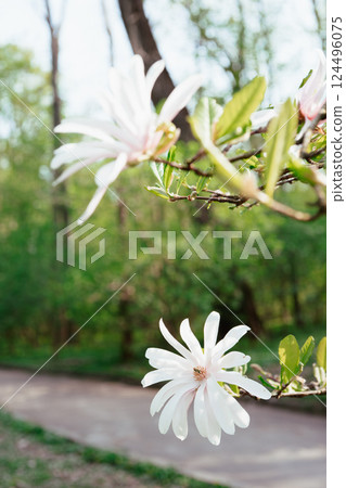 Blooming tree branch with white Magnolia stellata flowers close up in park or garden background 124496075