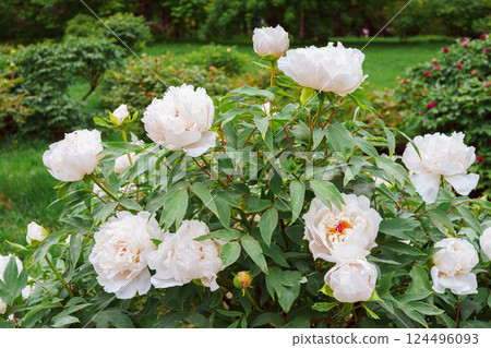 Vibrant fresh white peony flower bush in full bloom in the garden in sunny day, floral background Vibrant fresh white peony flower bush in full bloom in the garden in sunny day, floral background 124496093