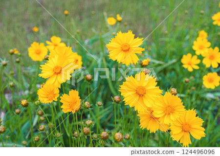 Field of yellow flower lance leaved, Coreopsis lanceolata, Lanceleaf Tickseed or Maiden's eye 124496096