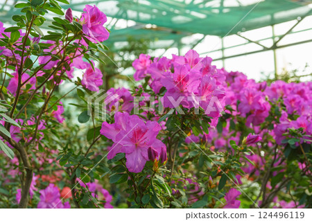Blooming pink japan Azalea Ericaceae bush, Geisha Purple, rhododendron flower macro, background Blooming pink japan Azalea Ericaceae bush, Geisha Purple, rhododendron flower macro, background 124496119