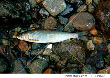 Freshly caught live natural sweetfish 124496669