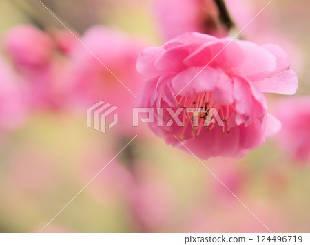 三月紅梅盛開的美麗“三街道” 三月紅梅盛開的美麗“三街道” 124496719