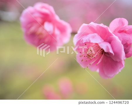 三月紅梅盛開的美麗“三街道” 三月紅梅盛開的美麗“三街道” 124496720