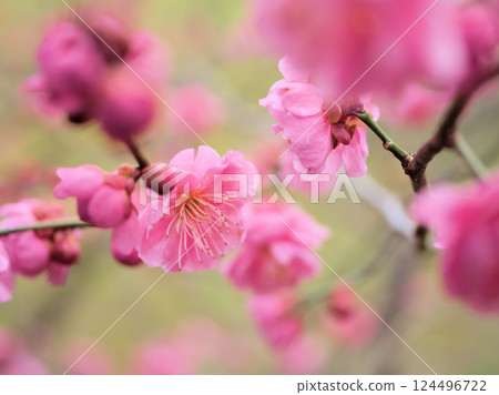 三月紅梅盛開的美麗“三街道” 124496722