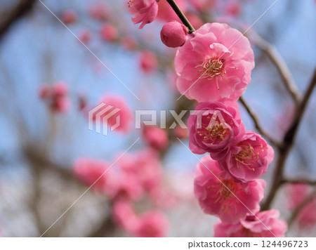 Beautiful red plum blossoms in March, "Mikaikou" 124496723