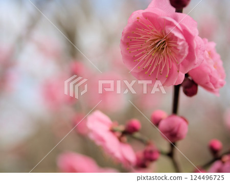 三月紅梅盛開的美麗“三街道” 124496725