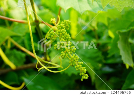 Grape cultivation 124496796