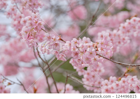 The beautiful Hatsumiya cherry blossoms herald the arrival of spring 124496815