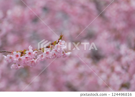The beautiful Hatsumiya cherry blossoms herald the arrival of spring 124496816