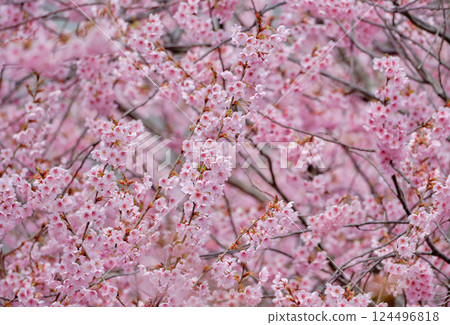 The beautiful Hatsumiya cherry blossoms herald the arrival of spring The beautiful Hatsumiya cherry blossoms herald the arrival of spring 124496818