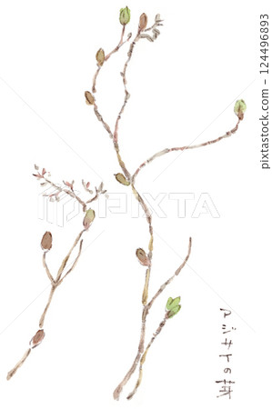 早春植物。含苞待放的繡球花的水彩插圖 124496893