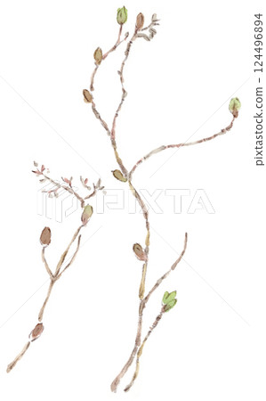 早春植物。含苞待放的繡球花的水彩插圖 124496894