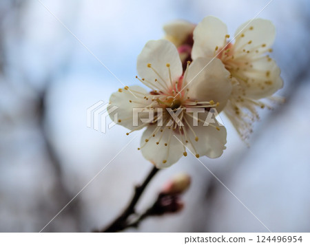 三月盛開的美麗白梅花，“冬至” 124496954