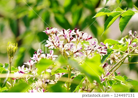 Sendan in full bloom 124497131