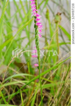 Screw fern flowers Screw fern flowers 124497138