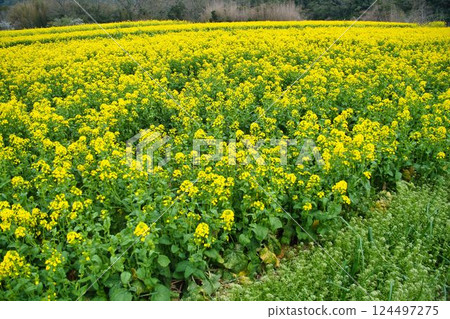 四萬十川油菜花林的油菜花和櫻花 124497275