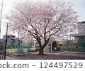 用底片相機拍攝的公園櫻花盛開 124497529