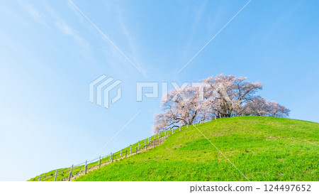 Cherry blossoms of the Marugameyama ancient burial mound (Sakitama Mound Tomb Park) Cherry blossoms of the Marugameyama ancient burial mound (Sakitama Mound Tomb Park) 124497652