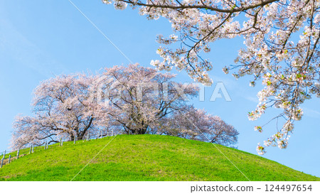 Cherry blossoms of the Marugameyama ancient burial mound (Sakitama Mound Tomb Park) Cherry blossoms of the Marugameyama ancient burial mound (Sakitama Mound Tomb Park) 124497654