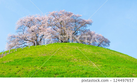 Cherry blossoms of the Marugameyama ancient burial mound (Sakitama Mound Tomb Park) 124497657