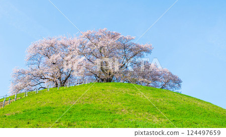 Cherry blossoms of the Marugameyama ancient burial mound (Sakitama Mound Tomb Park) 124497659