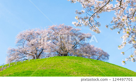 Cherry blossoms of the Marugameyama ancient burial mound (Sakitama Mound Tomb Park) Cherry blossoms of the Marugameyama ancient burial mound (Sakitama Mound Tomb Park) 124497701