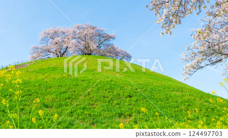 Cherry blossoms of the Marugameyama ancient burial mound (Sakitama Mound Tomb Park) 124497703