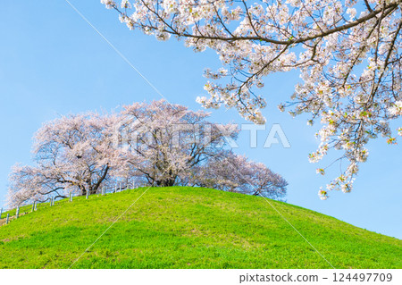 Marugameyama古墳（Sakitama Mound Tomb Park）的櫻花 124497709