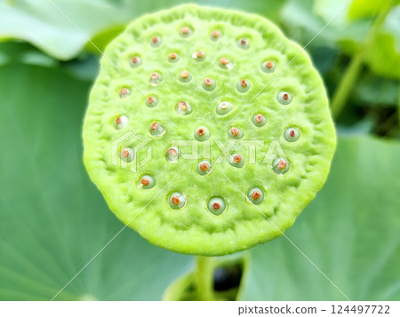 Lotus gift 124497722