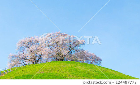 Cherry blossoms of the Marugameyama ancient burial mound (Sakitama Mound Tomb Park) 124497772