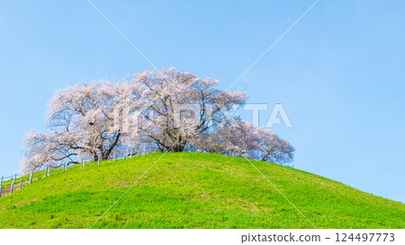 Cherry blossoms of the Marugameyama ancient burial mound (Sakitama Mound Tomb Park) 124497773