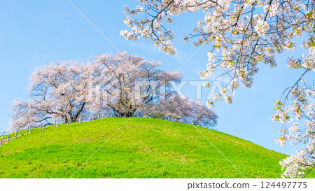 Cherry blossoms of the Marugameyama ancient burial mound (Sakitama Mound Tomb Park) Cherry blossoms of the Marugameyama ancient burial mound (Sakitama Mound Tomb Park) 124497775