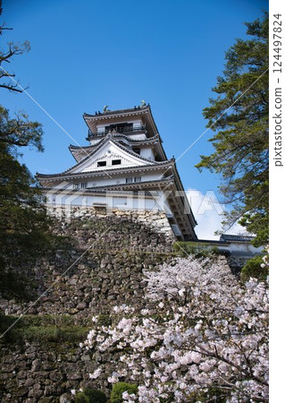 Kochi Castle and Cherry Blossoms Kochi Castle and Cherry Blossoms 124497824