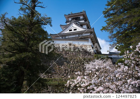 Kochi Castle and Cherry Blossoms Kochi Castle and Cherry Blossoms 124497825