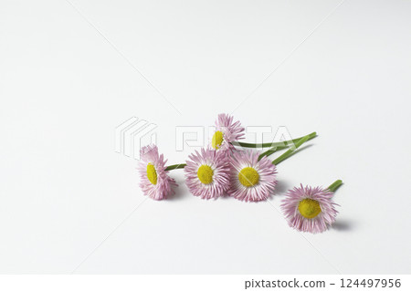 Pink cut daisy flowers on white background 124497956